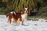 GESTATION - CAVALIER KING CHARLES 001